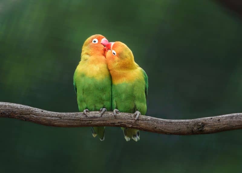 FISHER LOVEBIRD 0