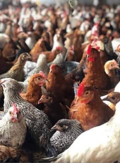 Golden Misri | Silver Golden | Hens | Murgiya | مرغیاں | Chicks | sale