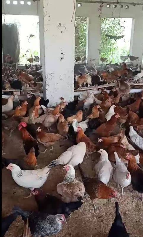 Golden Misri | Silver Golden | Hens | Murgiya | مرغیاں | Chicks | sale 1