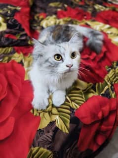 Persian Calico Triple coated Female Breeder Cat