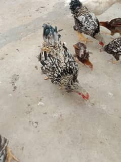 Wyandotte fancy Hens