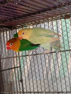 A+ quality love birds ready to breed bounded pairs