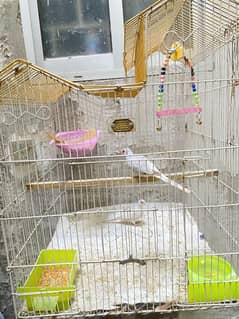 Diamond dove breeder pair with cage, swing, nest