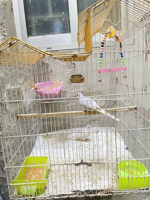 Diamond dove breeder pair with cage, swing, nest 0