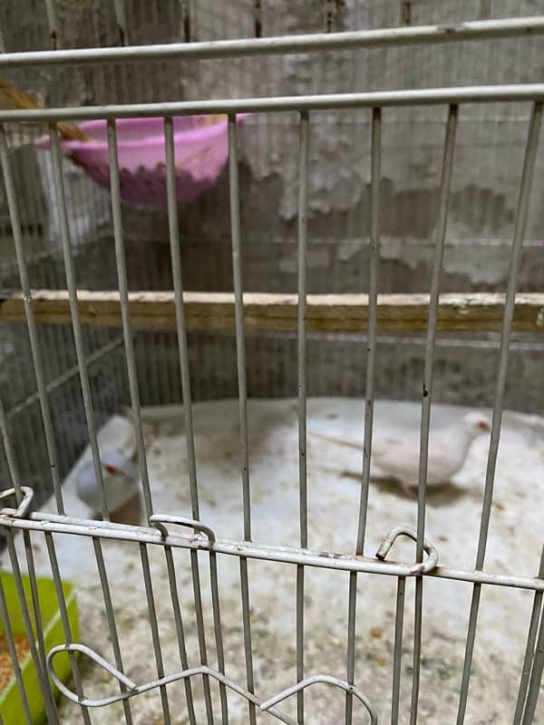 Diamond dove breeder pair with cage, swing, nest 1