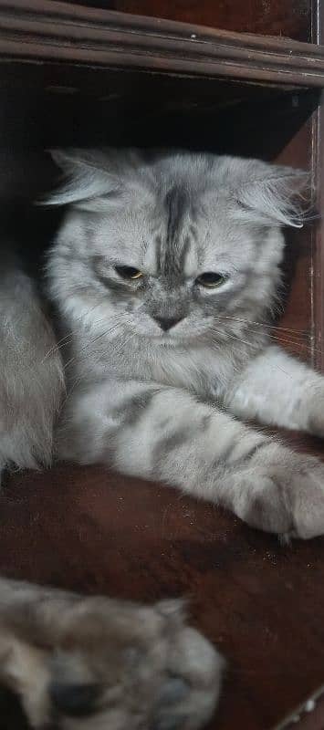 beautiful Persian cat for sale 3