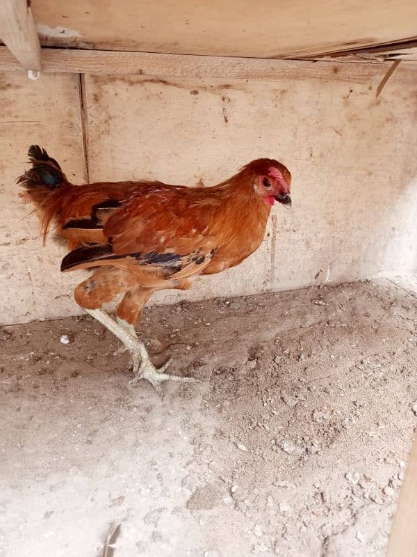 Desi hen 5