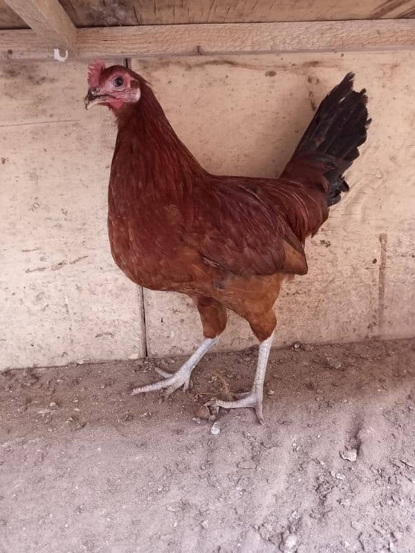 Desi hen 7