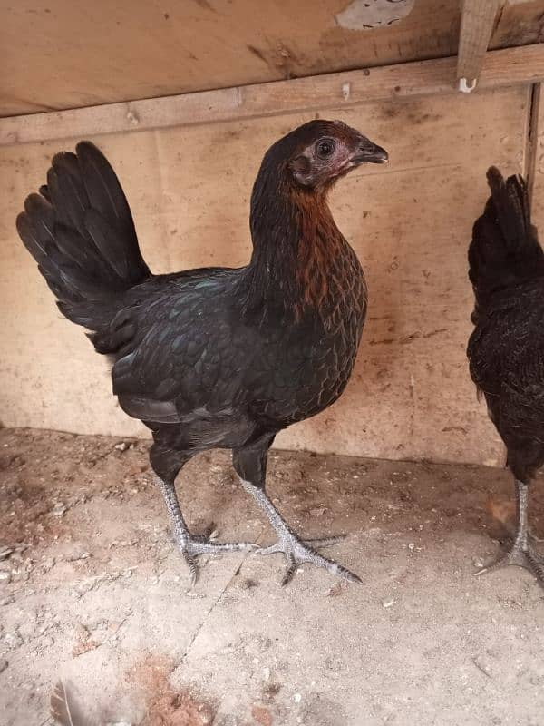 Desi hen 8