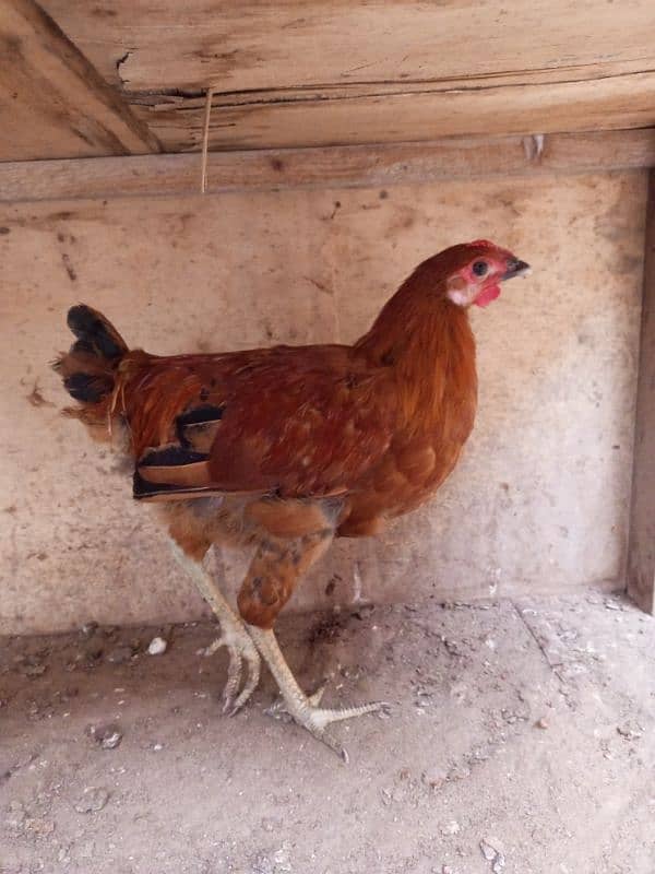 Desi hen 19