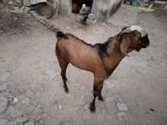 bakra for sale 2 dant