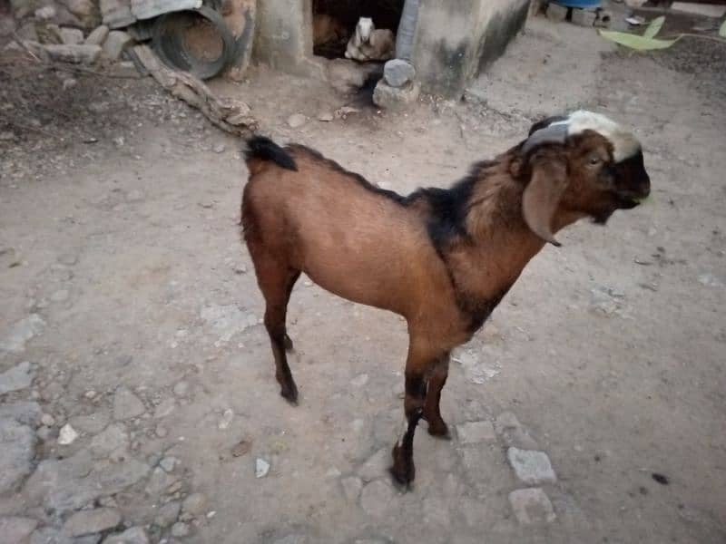 bakra for sale 2 dant 0