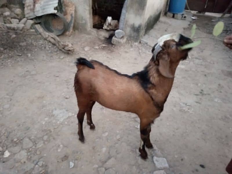 bakra for sale 2 dant 1