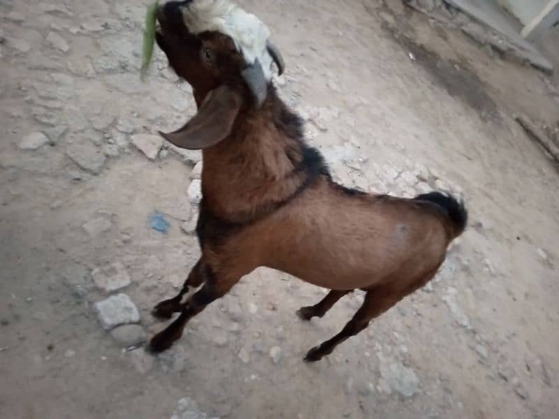 bakra for sale 2 dant 2