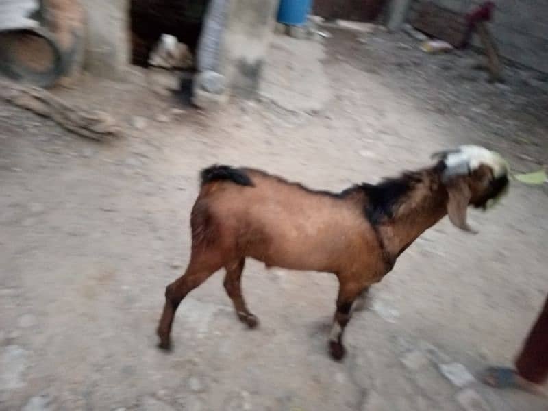 bakra for sale 2 dant 3