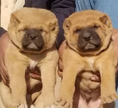 kurdish kangal pair available for sale