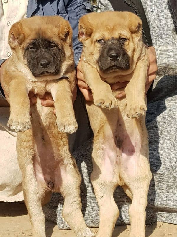 kurdish kangal pair | kurdish kangal Breed | kurdish kangal Puppies 1