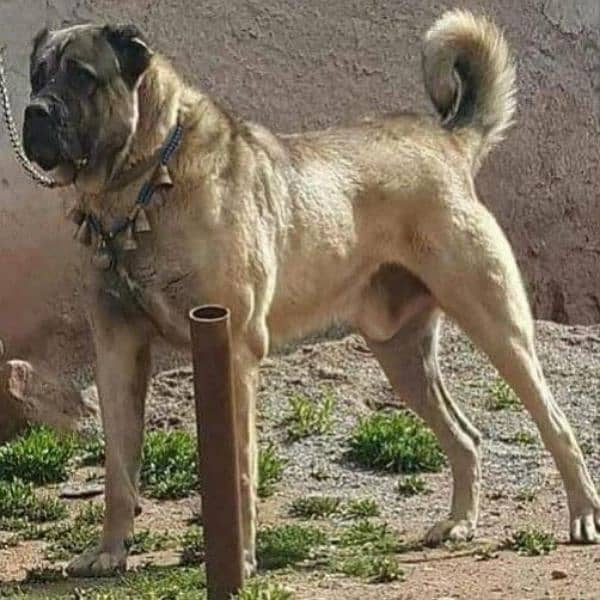 kurdish kangal pair | kurdish kangal Breed | kurdish kangal Puppies 2