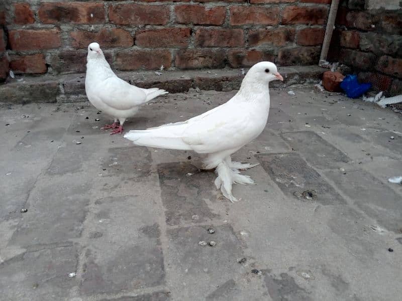 Low fly and fancy pigeon available 03204119719 0