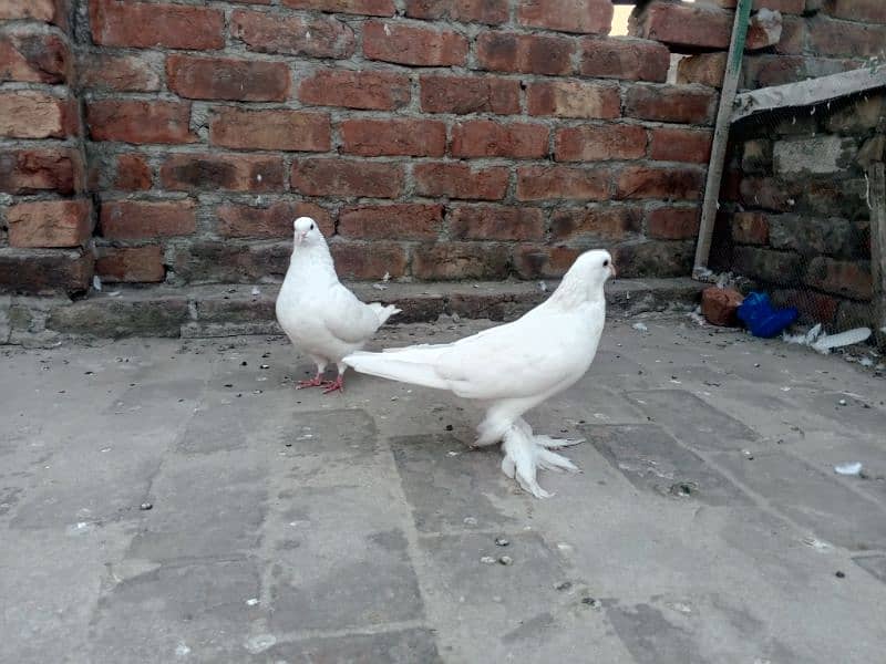 Low fly and fancy pigeon available 03204119719 1