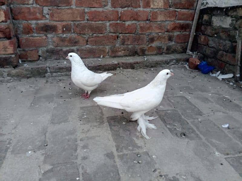 Low fly and fancy pigeon available 03204119719 2