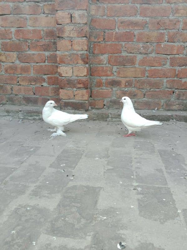 Low fly and fancy pigeon available 03204119719 3