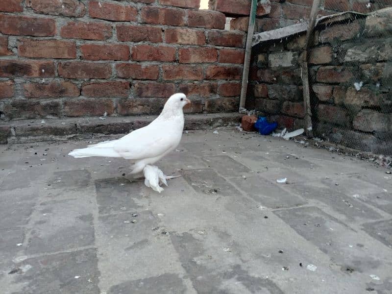 Low fly and fancy pigeon available 03204119719 4