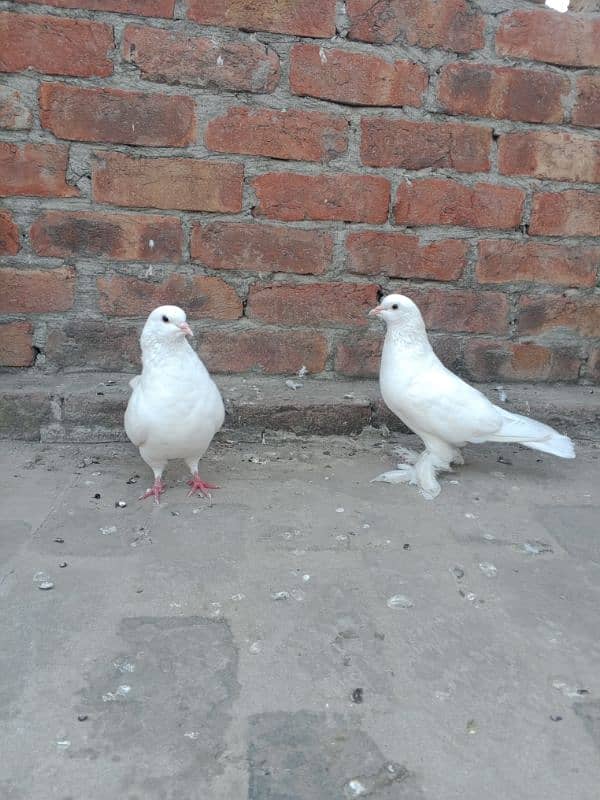 Low fly and fancy pigeon available 03204119719 5