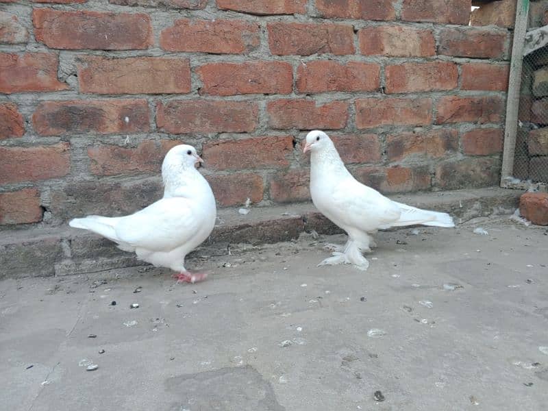 Low fly and fancy pigeon available 03204119719 6