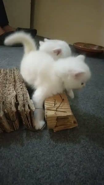 Persian cat for sale female male my WhatsApp 0323=00=97=122 1