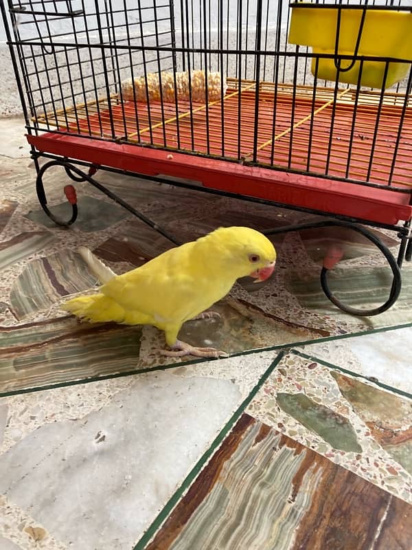 Yellow Ringneck Parrot 7 months pattha 2