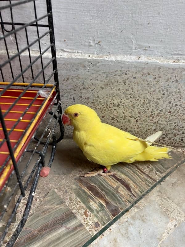 Yellow Ringneck Parrot 7 months pattha 9