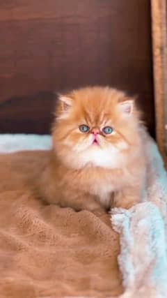 Persian cat for sale my WhatsApp 0323=00=97122