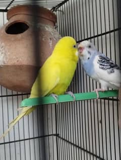 Pair of budgie