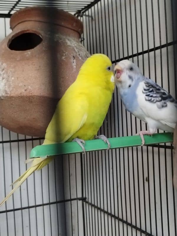 Pair of budgie 0