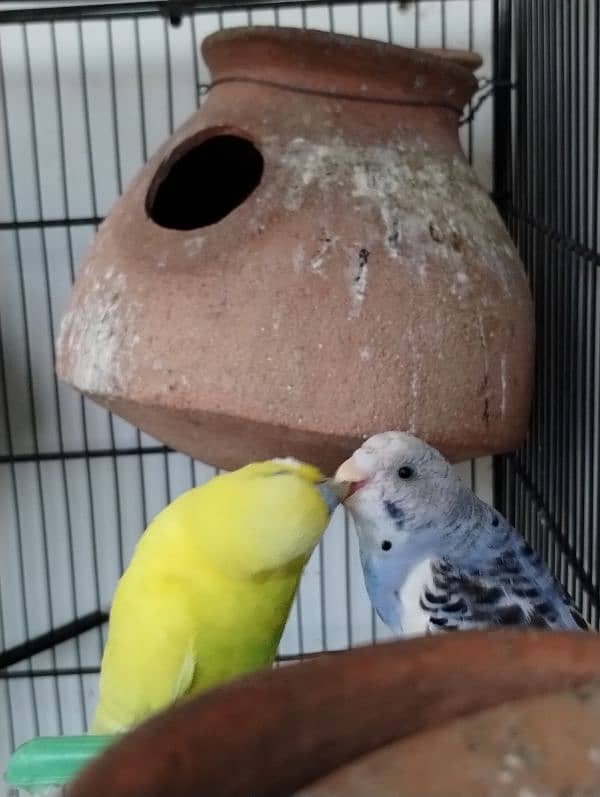 Pair of budgie 1