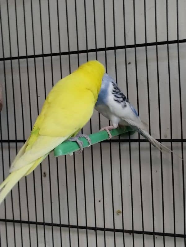 Pair of budgie 2