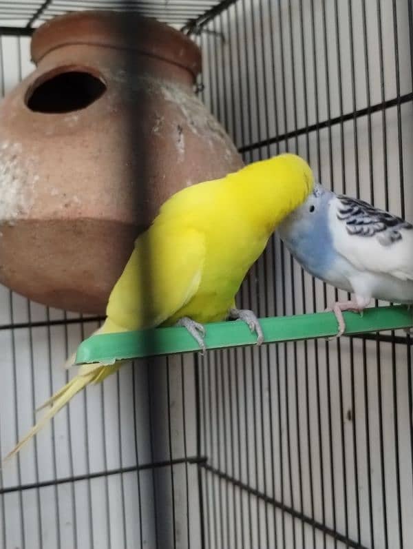 Pair of budgie 4