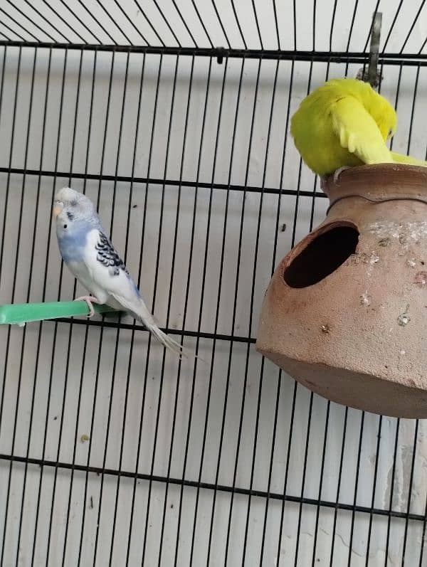 Pair of budgie 5