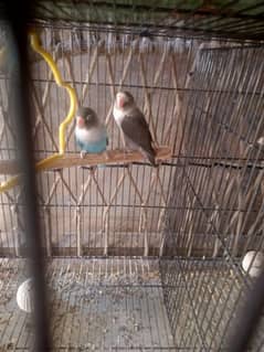 Fischer lovebirds for sale and green parrot 0