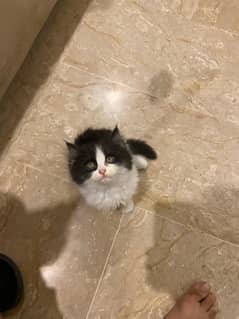 52 Days Kittens for Sale