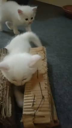 Persian cat for sale female or male my WhatsApp 0323=00=97=122 0