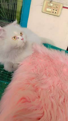 beautiful female cat for sale