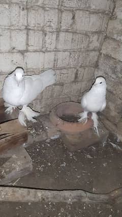 Australian parrot and sherazi pigeon pair 1 female