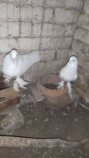 Australian parrot and sherazi pigeon pair 1 female 0