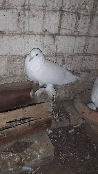 Australian parrot and sherazi pigeon pair 1 female 2