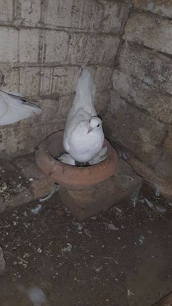 Australian parrot and sherazi pigeon pair 1 female 3