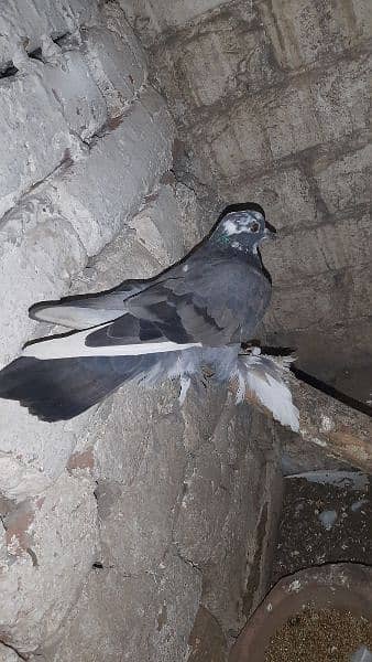 Australian parrot and sherazi pigeon pair 1 female 4