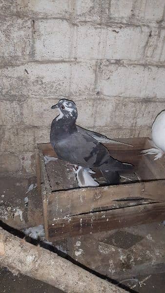 Australian parrot and sherazi pigeon pair 1 female 5