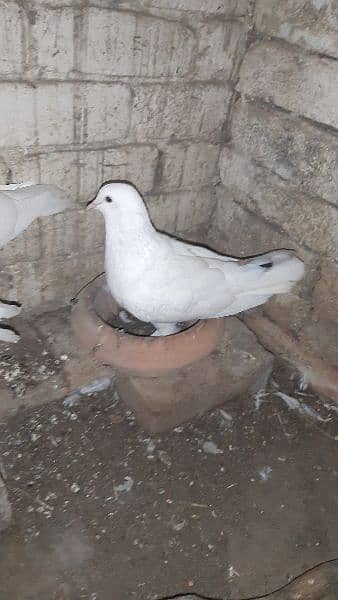 Australian parrot and sherazi pigeon pair 1 female 6